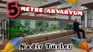  5 Metre Uzunluğunda 4 TONLUK  Akvaryuma Balık Götürdüm EFSANE NADİR TÜRLER 