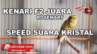  Masteran Kenari F2 Suara Kristal Cengkok Unik Rosemarry Milik H Ian Locos