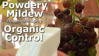 4K Organic Treat and Control Powdery Mildew on Grapes using Homemade Spray BeforeAfter Effect