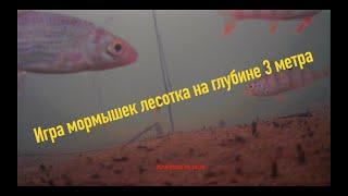 Игра мормышек лесотка под водой. ПОДВОДНОЕ ВИДЕО ИГРЫ БЕЗМОТЫЛОК.