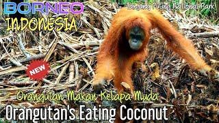 Ex Dominant Male Orangutans Eating CoconutOrangutan Makan Kelapa @orangutanhouseboattour6258