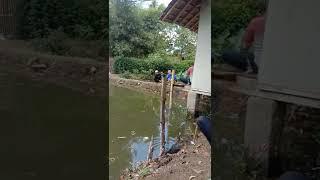 MANCING NANIAIKANYA GEDE GEDE BOSS