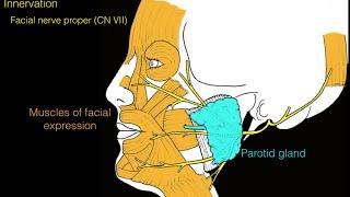 Facial nerve and facial muscles