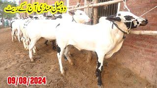 Today Domail Mandi Fatehjang Rate’s update09Aug2024-Part01Sunny Video Fateh Jang Cow Mandi 2024