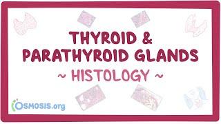 Thyroid and parathyroid glands Histology