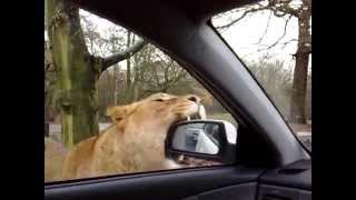 Lion attack at Knowsley Safari park