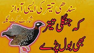 Kala Teetar ki Awaz  Sahiwal Teetar #blackfrancolinvoice #kalateetarkiboli #teetarkibulai