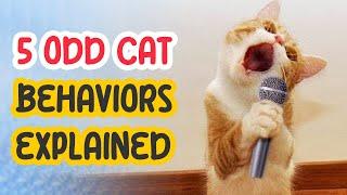 5 Odd Cat Behaviors Explained 