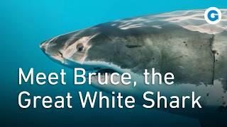 Everything You Need To Know about the Great White Shark  Full Wildlife Documentary