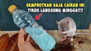 Semprotkan Saja Cairan ini TIKUS Langsung Pergi Selamanya