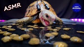 ASMR EATING DRY FOOD IN WATER  Turtle Tortoise 166