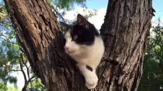 Black and White Cat Meows in a Tree