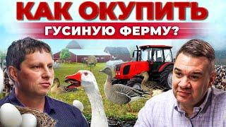 Сколько денег приносят гуси? Инкубатор своими руками  Лучшие породы птицы  Андрей Даниленко