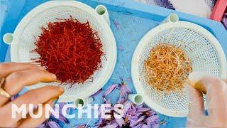 How The Worlds Most Expensive Spice Is Harvested