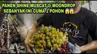 PANEN MOONDROP & SHINE MUSCAT DARI POHON LANGSUNG 