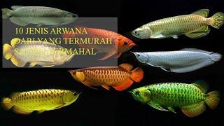 10 JENIS ARWANA MULAI DARI YANG TERMURAH HINGGA TERMAHAL  #ikan #ikanpredator  #fyp