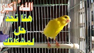 لن تسأل احد لما لا يغرد الكناري فقط اسمعه المقطع المركب روعة روعةcanary-siging