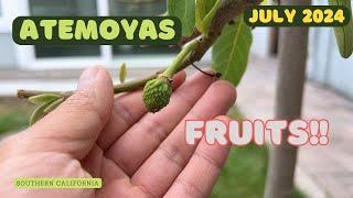 Atemoya Fruits - Its time to pollinate your Atemoyas - Summer 2024
