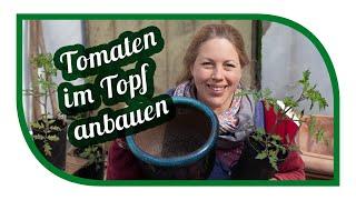 Tomaten in Kübel und Topf Pflanzen und erfolgreich anbauen für Balkon oder Terrasse