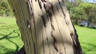 Tension splits in trees Why do they happen? Tension split in Scribbly gum Eucalyptus haemastoma