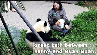 Talking Time Between Nuan Nuan And Her Nanny  iPanda