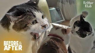 Cat Watches For A Chance To Defeat Senior Cat  Before & After Makeover Ep 26