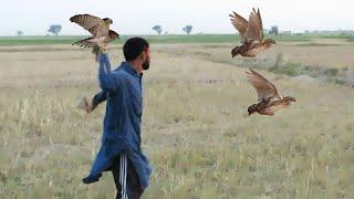 Wonderful art of quails hunting 03  Best shikra hunting 2023  Raptors Today