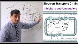 Electron Transport Chain - Inhibitors and Uncouplers