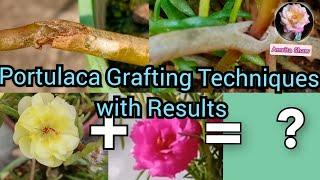 How To Graft Portulaca  Easy Moss Rose grafting techniques 2 -way Grafting ideas and tricks.