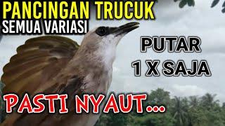 VARIASI KOMPLIT SUARA PANCINGAN & MASTERAN BURUNG TRUCUK