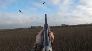 Jacht - Pheasant hunting with pointing dogs