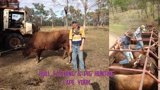 Bull Catching & Pig Hunting Cape York Australia