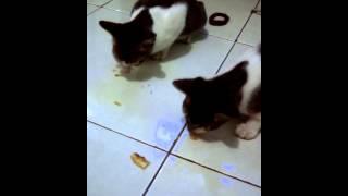 Kucing makan keripik