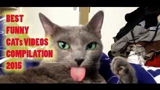 Best funny cats videos compilation 2015 - Funny cat videos 2015