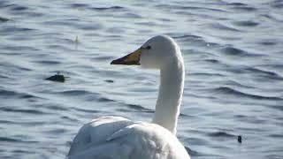 whooper swan