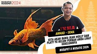 ROAD TO NUSATIC NUSAPET 2024 GAK NYANGKA IKAN MOLLY PLATY BISA SECANTIK INI  IXMA