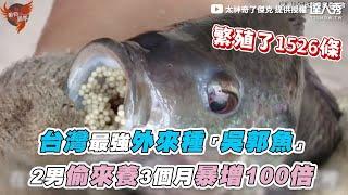 【台灣最強外來種「吳郭魚」2男偷來養3個月暴增100倍】｜ @Amazing.Jack.