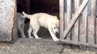 Шикарный крупный мальчик Алабая из питомника Аз марал 89278137957 ватсап