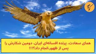 همای سعادت، پرنده افسانه‌ای ایران، دومین شکارش را پس از ظهور،انجام داد؟