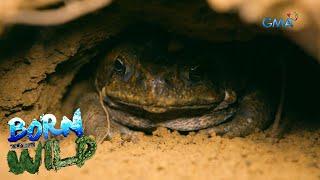 Rhinella marina the most harmful frog in the Philippines  Born to be Wild