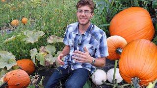 My Pumpkin Patch WORKED? Growing Pumpkins Complete Garden Tour