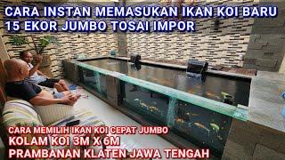 HABIS 500 EKOR IKAN KOI AKF DI RESTO GASS 15 EKOR JUMBO TOSAI IMPOR KOLAM DI RUMAH OWNER  KLATEN