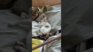 kucing belang boci #shorts #videoshorts