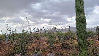 Rain in the sonoran desert Arizona  Hujan di gurun Sonoran Amerika