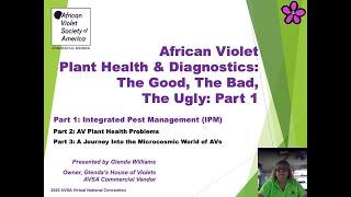 African Violet Plant Health & Diagnostics The Good The Bad The Ugly Part 1 of 3