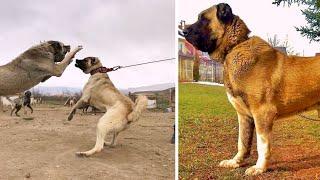 Kangal VS Alabay Video Zotor Itlar Chempion #alabay #alabai #dok #chempion #kangal