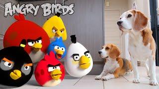 Funny Dogs vs Angry Birds Animation - Louie & Marie