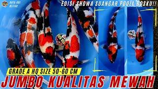 KOI SHOWA JUMBO KUALITAS MEWAH HARGA MURAH MERIAH SIZE 50-60 CM GRADE A HQ BURUAN GASKEN