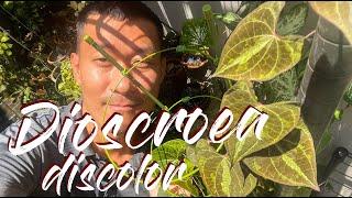 Dioscorea Discolor Variegated Yam Care and Propagation in Water Moss and Soil - With Updates