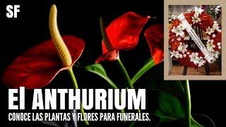 Como es el anthurium o anturio conoce como son las flores para enviar a un funeral. Conocela